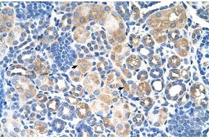 Human kidney (SLC38A1 antibody  (Middle Region))