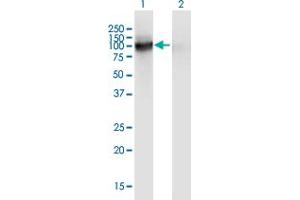 Western Blot analysis of VASN expression in transfected 293T cell line by VASN monoclonal antibody (M05), clone 4G7. (Vasn antibody  (AA 298-349))