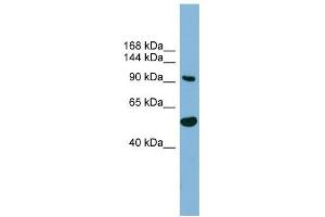 MAP7D1 antibody used at 1 ug/ml to detect target protein. (MAP7D1 antibody  (N-Term))