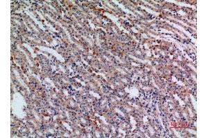 Immunohistochemistry (IHC) analysis of paraffin-embedded Mouse Kidney, antibody was diluted at 1:100. (JAG1 antibody  (Internal Region))