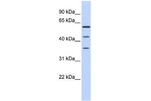 PHF23 antibody used at 0.