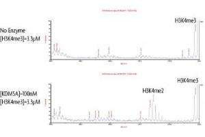 JARID1A / KDM5A activity assay. (KDM5A Protein (DYKDDDDK Tag))