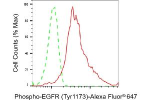 Flow cytometric analysis of Phospho-EGFR (Tyr) expression in HepG2 cells using Phospho-EGFR (Tyr) antibody (ABIN7798466), 1:2,000). (Recombinant EGFR antibody  (pTyr1173))