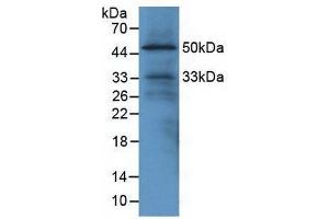 Detection of EGFL7 in Mouse Heart Tissue using Polyclonal Antibody to EGF Like Domain Protein, Multiple 7 (EGFL7) (EGF Like Domain Protein, Multiple 7 (AA 22-275) antibody)