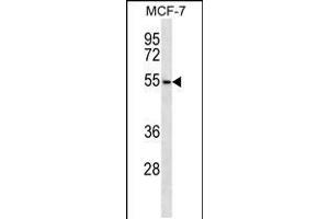 Western blot analysis in MCF-7 cell line lysates (35ug/lane). (ARMCX1 antibody  (AA 239-268))