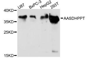 Western blot analysis of extracts of various cell lines, using AASDHPPT antibody (ABIN5972826) at 1:3000 dilution. (AASDHPPT antibody)