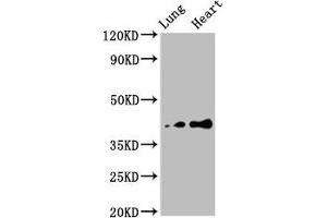 Western Blot Positive WB detected in: Rat lung tissue, Rat heart tissue All lanes: TUSC3 antibody at 4. (TUSC3 antibody  (AA 42-196))