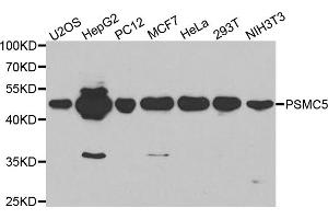 Western blot analysis of extracts of various cell lines, using PSMC5 antibody (ABIN5970727) at 1/1000 dilution. (PSMC5 antibody)