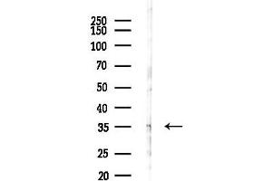 anti-G Protein-Coupled Receptor 18 (GPR18) (Internal Region) antibody