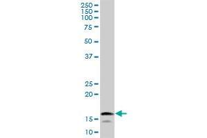 UBE2L6 MaxPab polyclonal antibody. (UBE2L6 antibody  (AA 1-153))