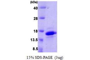 SDS-PAGE (SDS) image for Vesicle-Associated Membrane Protein 4 (VAMP4) (AA 1-115) protein (His tag) (ABIN666784) (VAMP4 Protein (AA 1-115) (His tag))