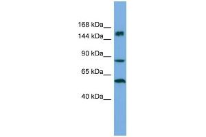 Host:  Rabbit  Target Name:  HERC3  Sample Type:  ACHN Whole Cell lysates  Antibody Dilution:  1. (HERC3 antibody  (Middle Region))