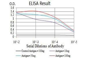 Black line: Control Antigen (100 ng),Purple line: Antigen (10 ng), Blue line: Antigen (50 ng), Red line:Antigen (100 ng) (TFAP2C antibody  (AA 341-450))