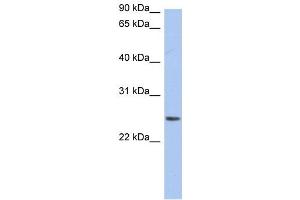 Neurensin 2 antibody used at 1 ug/ml to detect target protein. (NRSN2 antibody  (Middle Region))