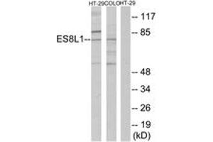 Western blot analysis of extracts from COLO205/HT-29 cells, using ES8L1 Antibody. (EPS8-Like 1 antibody  (AA 411-460))