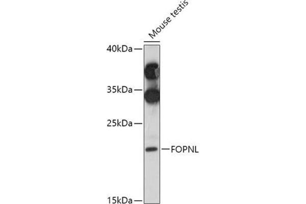 FOPNL antibody  (AA 20-100)