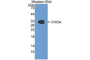 Western blot analysis of recombinant Rat MEP1b. (Meprin B antibody  (AA 433-679))
