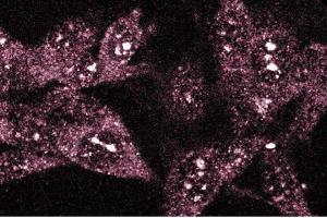 Immunofluorescence staining of RSV-3T3 cells. (TAO Kinase 2 antibody  (AA 352-550))