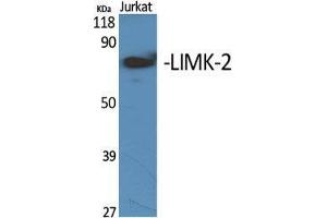 Western Blot (WB) analysis of specific cells using LIMK-2 Polyclonal Antibody.