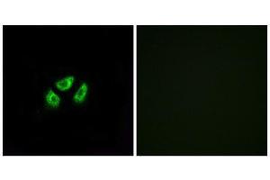 Immunofluorescence (IF) image for anti-Sodium Channel, Voltage-Gated, Type VII, alpha Subunit (SCN7A) (Internal Region) antibody (ABIN1852176) (SCN7A antibody  (Internal Region))