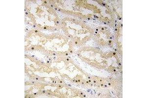 Immunohistochemical analysis of Ciao 1 staining in human kidney formalin fixed paraffin embedded tissue section. (CIAO1 antibody)