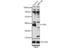 Western blot analysis of extracts from normal (control) and CRKL knockout (KO) HeLa cells, using CRKL antibody (ABIN6130136, ABIN6139050, ABIN6139051 and ABIN7101381) at 1:3000 dilution. (CrkL antibody  (AA 1-303))