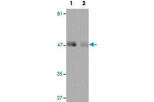Western blot analysis of human lung tissue with REEP4 polyclonal antibody  at 1 ug/mL in (Lane 1) the absence and (Lane 2) the presence of blocking peptide.
