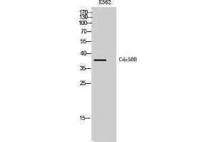 Western Blotting (WB) image for anti-Transmembrane Protein 30B (TMEM30B) (Internal Region) antibody (ABIN3183821) (TMEM30B antibody  (Internal Region))