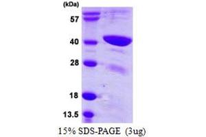 SDS-PAGE (SDS) image for Transcription Factor B1, Mitochondrial (TFB1M) (AA 28-346) protein (His tag) (ABIN667947) (TFB1M Protein (AA 28-346) (His tag))