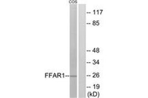 Western blot analysis of extracts from COS7 cells, treated with forskolin 40nM 30', using FFAR1 Antibody. (FFAR1 antibody  (AA 185-234))