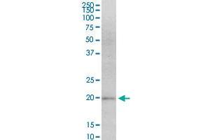 MAFF monoclonal antibody (M02), clone 1F8. (MafF antibody  (AA 1-110))