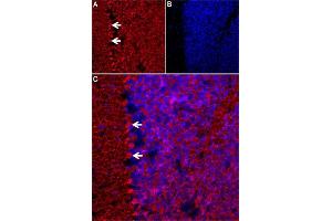 ω-Agatoxin IVA toxin stains mouse Cerebellum. (omega-agatoxin IVA peptide (Atto 647N))