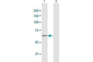 SACM1L antibody  (AA 1-587)