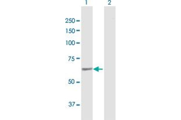 SACM1L antibody  (AA 1-587)