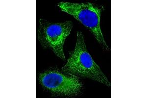 Immunofluorescent analysis of 4 % paraformaldehyde-fixed, 0. (Cytokeratin 18 antibody  (C-Term))