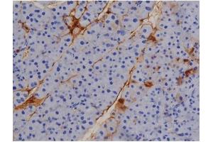ABIN6267509 at 1/200 staining Mouse pancreas tissue sections by IHC-P. (STAT1 antibody  (pTyr701))
