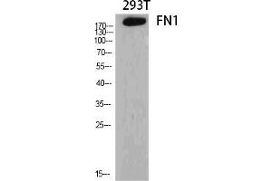 Western Blot analysis of various cells using FN1 Polyclonal Antibody diluted at 1:2000. (Fibronectin 1 antibody  (AA 2310-2390))