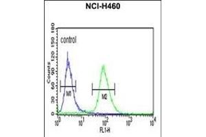 IDH3G Antibody (C-term) (ABIN653754 and ABIN2843054) flow cytometric analysis of NCI- cells (right histogram) compared to a negative control cell (left histogram). (IDH3G antibody  (C-Term))