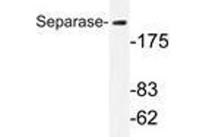 Western blot analysis of Separase antibody (9AP20283PU-N) in extracts from 293 cells.