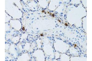 Immunohistochemistry (Paraffin-embedded Sections) (IHC (p)) image for anti-Transcription Elongation Factor, Mitochondrial (TEFM) (AA 36-210) antibody (ABIN6148990)