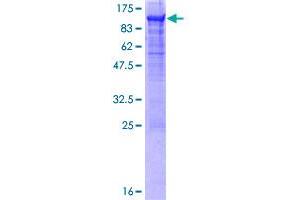 CEACAM5 Protein (AA 1-702) (GST tag)