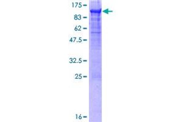 CEACAM5 Protein (AA 1-702) (GST tag)