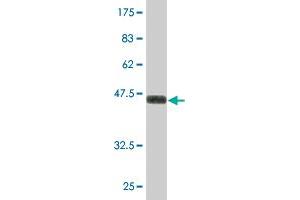 Western Blot detection against Immunogen (36. (SAFB2 antibody  (AA 103-199))