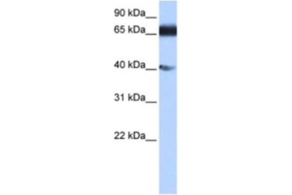 ZNF879 anticorps
