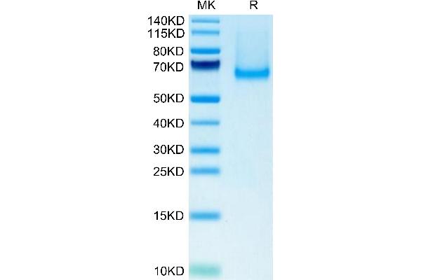SIGLEC5 Protein (AA 17-439) (His tag)