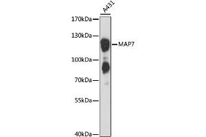 Western blot analysis of extracts of A-431 cells, using MAP7 antibody (ABIN6292187) at 1:3000 dilution. (MAP7 antibody)