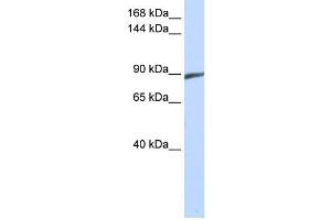 Western Blotting (WB) image for anti-Spermatogenesis Associated 5 (SPATA5) antibody (ABIN2459585)