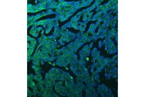 IF analysis of SFXN3 using anti-SFXN3 antibody (ABIN7601302). (SFXN3 antibody  (AA 32-321))
