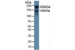 Mouse Detection antibody from the kit in WB with Positive Control: Rat stomach lysate. (Nestin ELISA Kit)