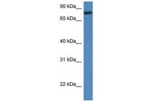 Image no. 1 for anti-Ring Finger and WD Repeat Domain 2, E3 Ubiquitin Protein Ligase (RFWD2) (AA 301-350) antibody (ABIN6747213)